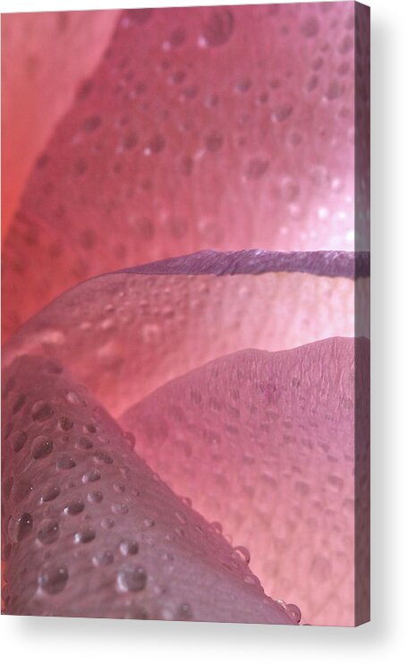 Macro Acrylic Print featuring the photograph Rose 4069 by Julie Powell