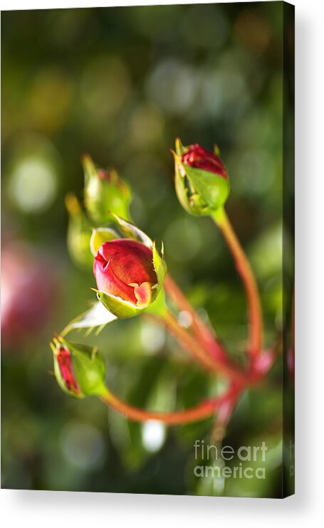 Rose Buds Of Red Acrylic Print featuring the photograph Rose Buds Of Red by Joy Watson