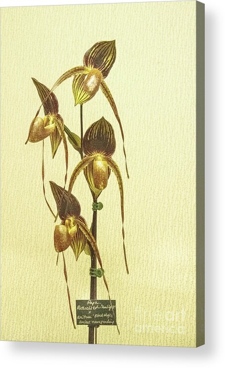 Orchid Acrylic Print featuring the photograph Rothschild Orchid by Marilyn Cornwell