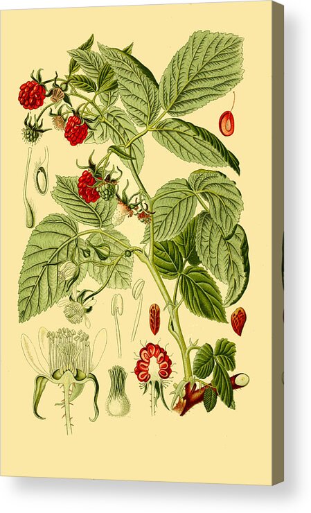 Otto Wilhelm Thome Acrylic Print featuring the drawing Rubus idaeus by Otto Wilhelm Thome