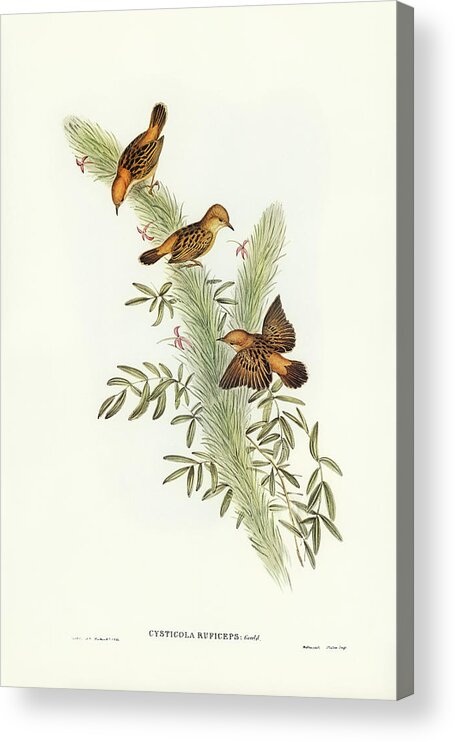 Rufous-headed Warbler Acrylic Print featuring the drawing Rufous-headed Warbler, Cysticola ruficeps by John Gould