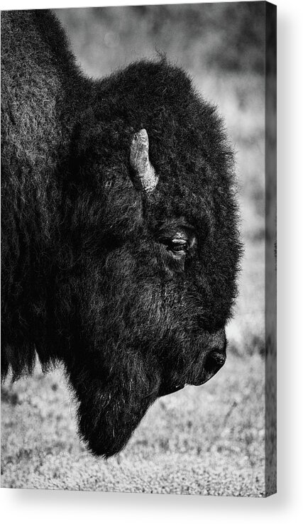 Bison Acrylic Print featuring the photograph Sage of the South Plains - #2 by Stephen Stookey