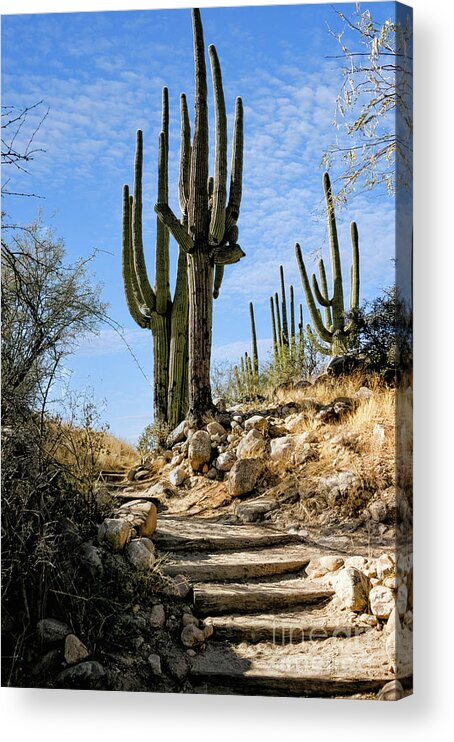 Acacia Acrylic Print featuring the photograph Saguaro And Stairs by Al Andersen