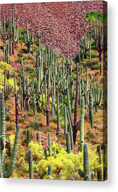 Saguaro Forest 2568ps1a Acrylic Print featuring the digital art Saguaro Forest 2568ps1a by Tom Janca