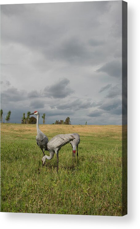 Sandhill Acrylic Print featuring the photograph Sandhill Cranes by Carolyn Hutchins