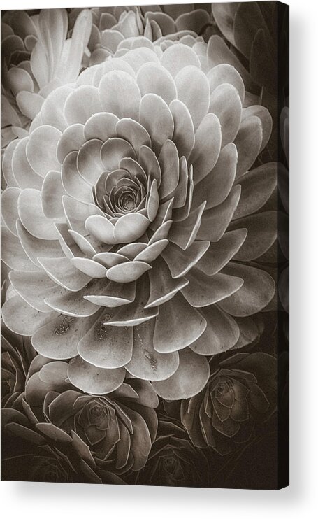 Soft Acrylic Print featuring the photograph Santa Barbara Succulent#20 by Jennifer Wright