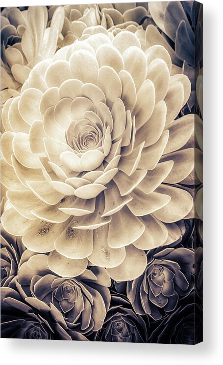 Echeveria Acrylic Print featuring the photograph Santa Barbara Succulent#23 by Jennifer Wright