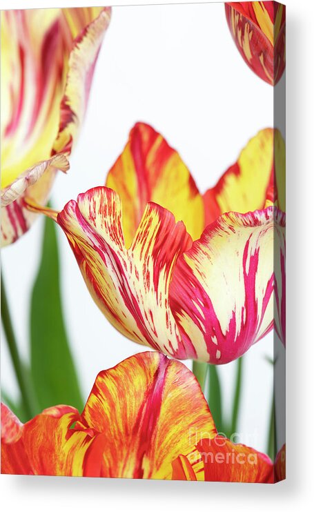 Tulip Acrylic Print featuring the photograph Saskia by Tim Gainey