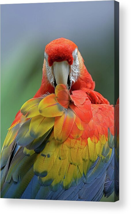 Tim Fitzharris Acrylic Print featuring the photograph Scarlet Macaw Preening II by Tim Fitzharris