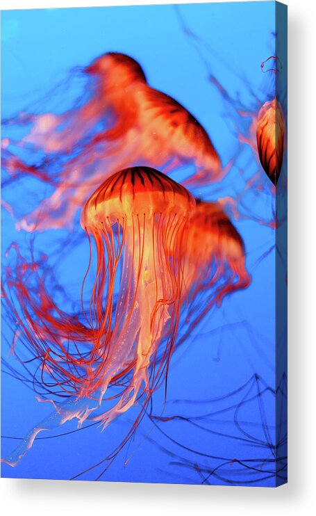 Jellyfish Acrylic Print featuring the photograph Sea Nettle Jellyfish by HawkEye Media