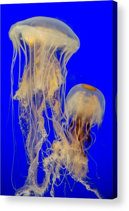 Sea Nettle Acrylic Print featuring the photograph Sea Nettles by WAZgriffin Digital