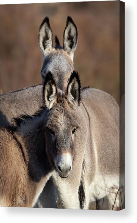 Wild Burro Acrylic Print featuring the photograph Seeing Double by Mary Hone