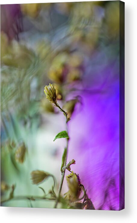 Abstract Flower Photograph Acrylic Print featuring the photograph Self Isolated by Az Jackson