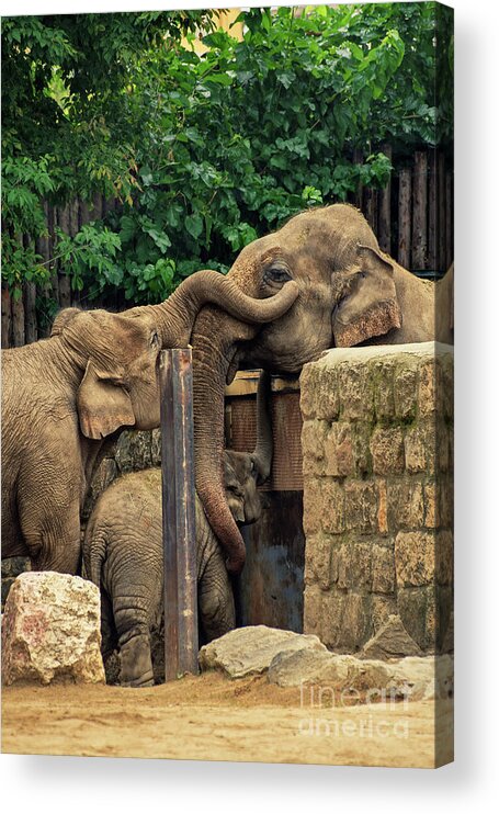 Elephants Acrylic Print featuring the photograph Separated family of elephants hugging each other by Mendelex Photography