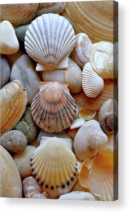 Seashells Acrylic Print featuring the photograph SHell Trio by Sue Morris