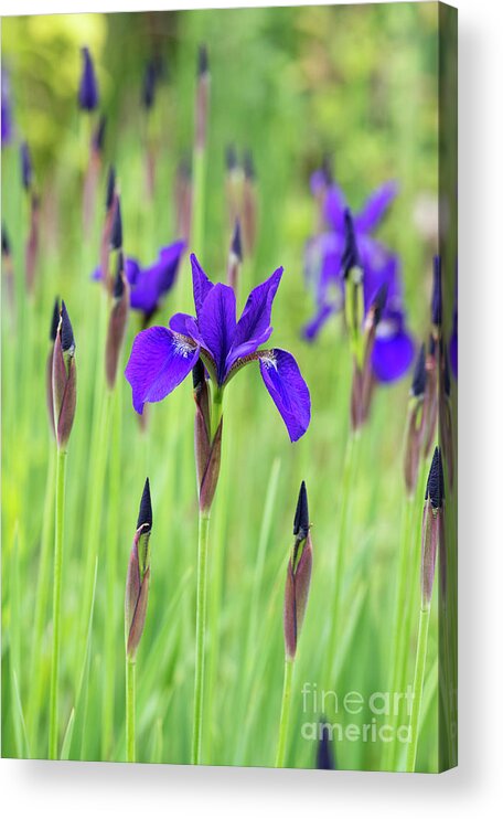 Iris Sibirica Acrylic Print featuring the photograph Siberian Flag Iris Caesars Brother in Spring by Tim Gainey