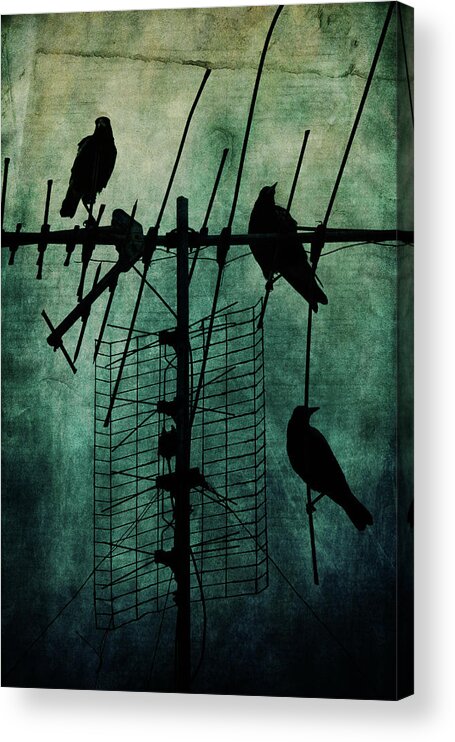 Crows Acrylic Print featuring the photograph Silent Threats by Andrew Paranavitana