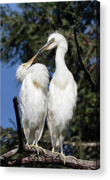 Snowy Egret Acrylic Print featuring the photograph Silly Baby Egret Chicks by Kathleen Bishop