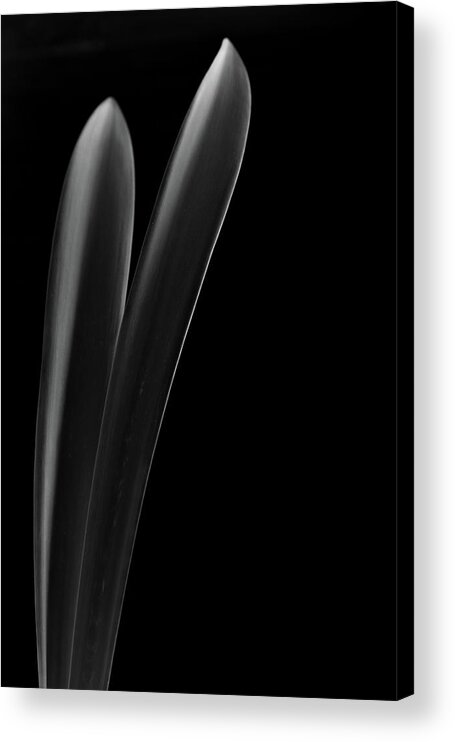 Black And White Acrylic Print featuring the photograph Simple Elegance no. 2 by Bruce Davis