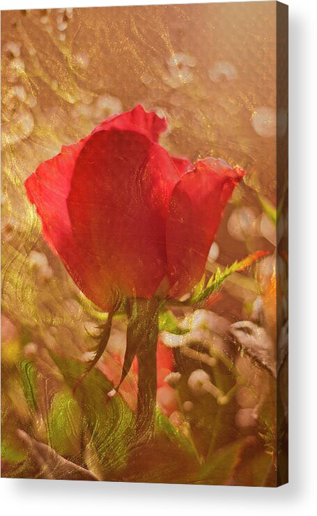 Red Rose Acrylic Print featuring the photograph Single Red Rose by Patti Deters