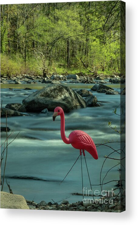 St Francis River Acrylic Print featuring the photograph Sippi Looking for Shrimp in the St Francis River by Garry McMichael