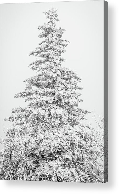 Single Acrylic Print featuring the photograph Snow covered by Stacy Abbott