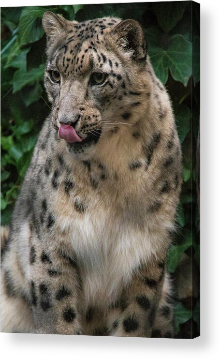 Zoo Boise Acrylic Print featuring the photograph Snow Leopard 1 by Melissa Southern