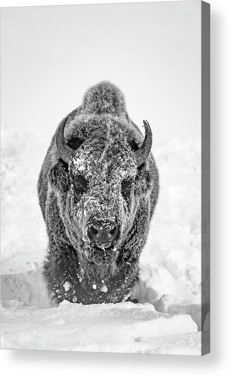 Bison Acrylic Print featuring the photograph Snowy Bison by D Robert Franz
