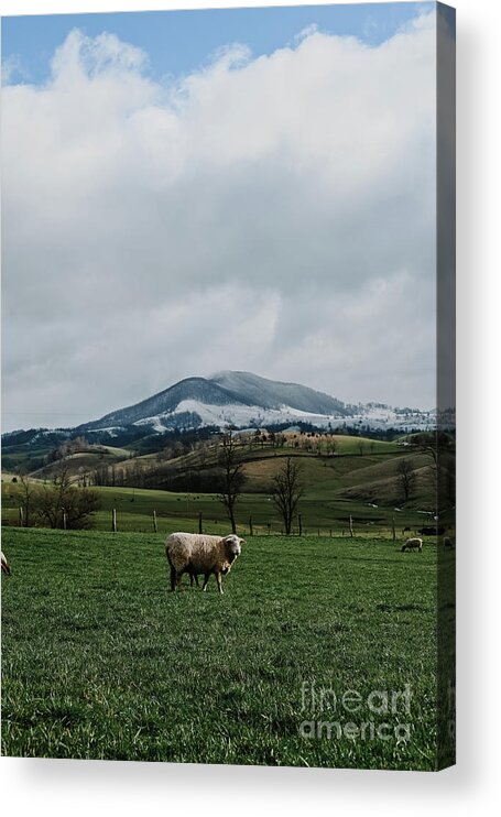 Mountain Acrylic Print featuring the photograph Snowy Mountain in Spring by Laura Honaker