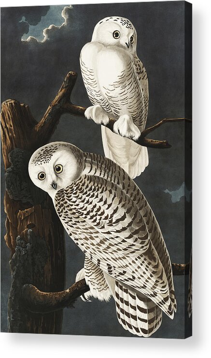 Snowy Owls Acrylic Print featuring the painting Snowy Owls. John James Audubon by World Art Collective