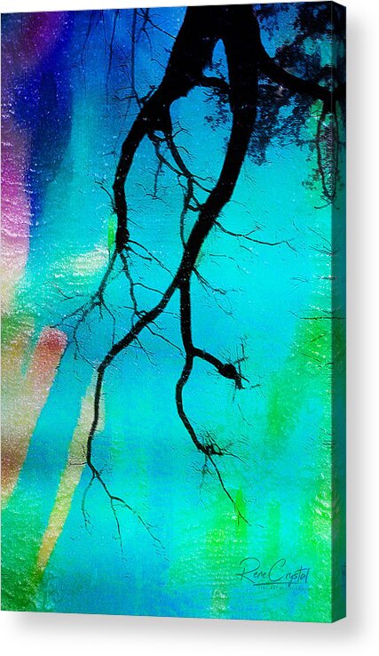 Trees Acrylic Print featuring the photograph Some Branch Out...I Branch Down by Rene Crystal