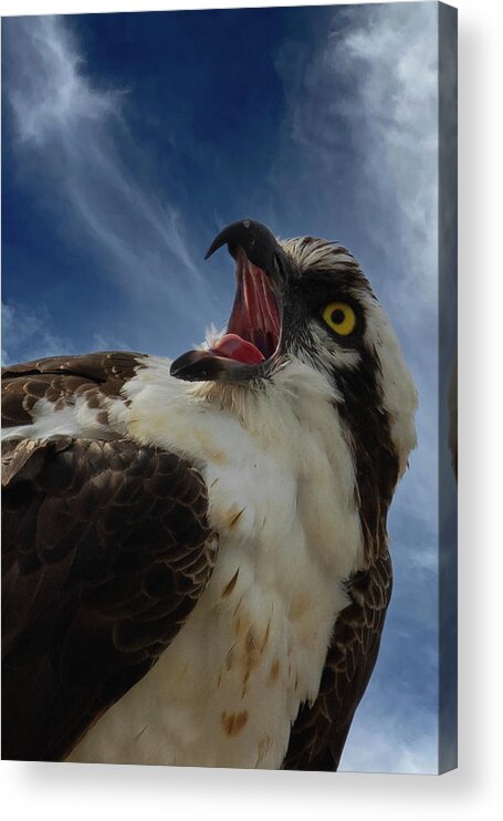 Osprey Acrylic Print featuring the photograph Sound the Alarm by RD Allen