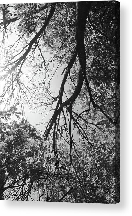 Southern Hackberry Acrylic Print featuring the photograph Southern Hackberries in the Spring Sun by W Craig Photography