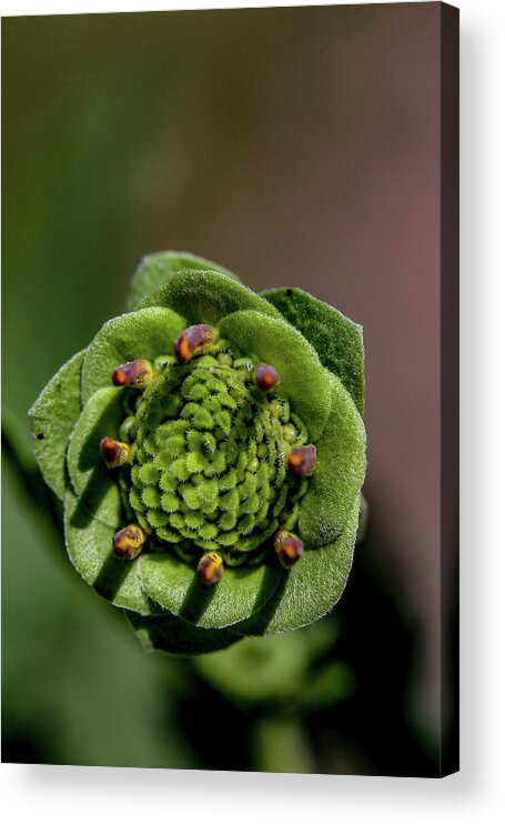 Copyright Elixir Images Acrylic Print featuring the photograph Spring Bloom by Santa Fe