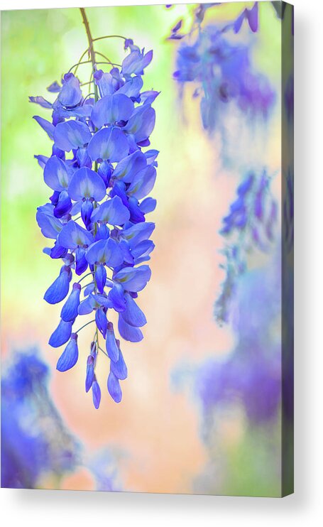 Flowers Acrylic Print featuring the photograph Spring Wisteria In Mississippi by Jordan Hill