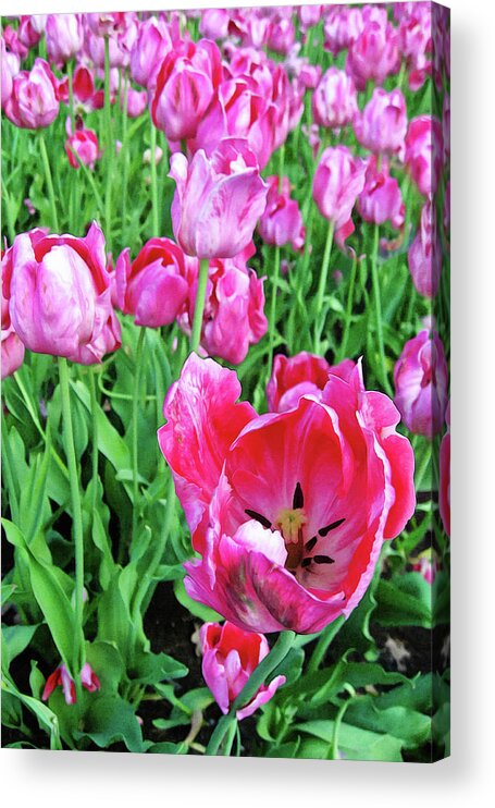 Garden Acrylic Print featuring the mixed media Springtime in the garden 2 by Tatiana Travelways