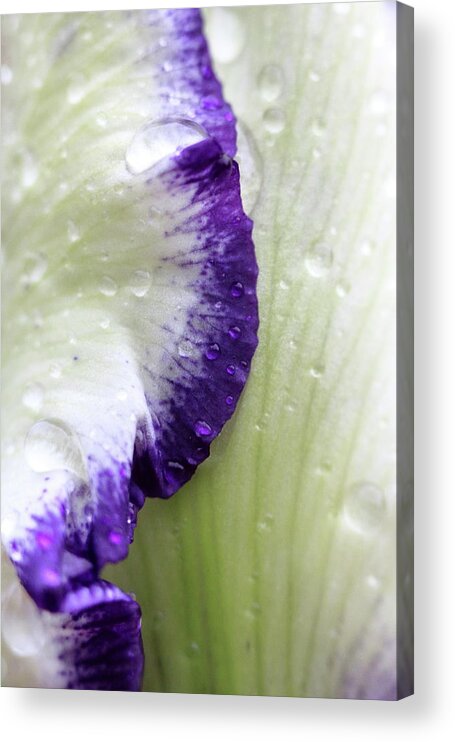 Flower Acrylic Print featuring the photograph Sprinkled With Rain by Lens Art Photography By Larry Trager