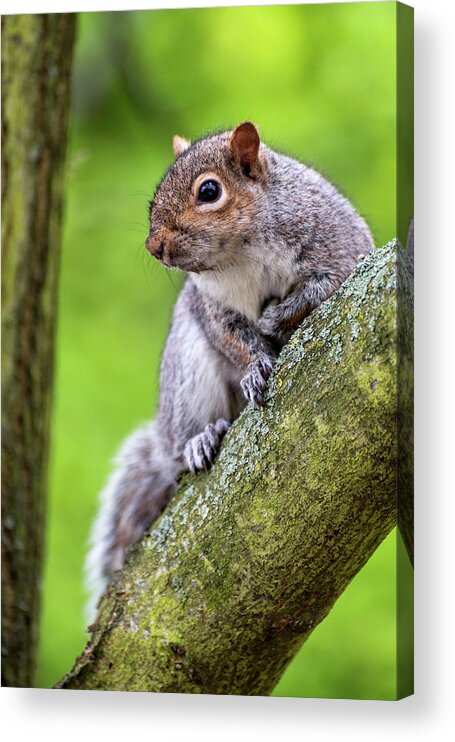 Squirrel Acrylic Print featuring the photograph Squirrel at Greenwich Park by Pablo Lopez