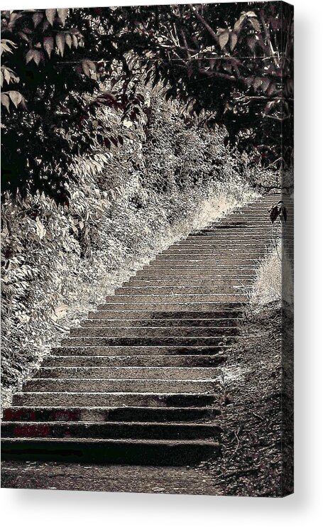 Stairs B&w Outdoors Bushes Acrylic Print featuring the photograph Stairs1 by John Linnemeyer