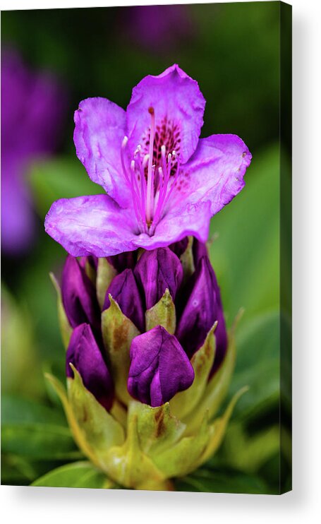 Rhododendron Acrylic Print featuring the photograph Starting to Bloom by Aashish Vaidya