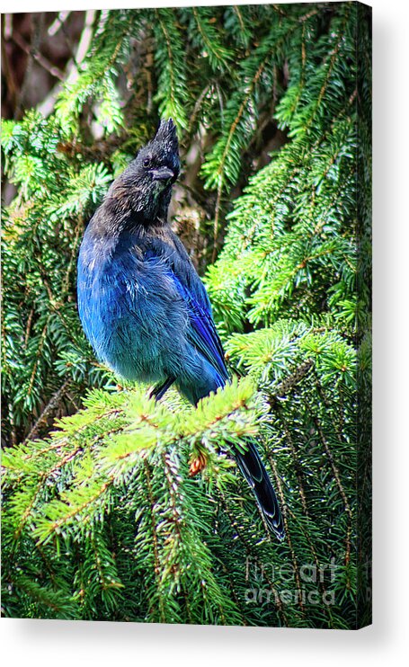 Bird Acrylic Print featuring the photograph Steller's Jay by Thomas Nay