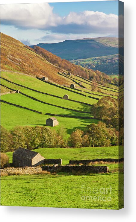Yorkshire Dales National Park Acrylic Print featuring the photograph Stone barns in Swaledale, Yorkshire Dales, England by Neale And Judith Clark