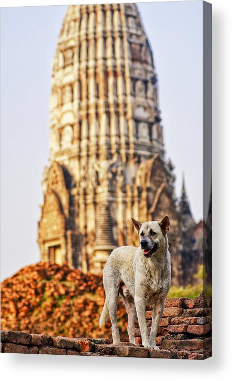 Animal Themes Acrylic Print featuring the photograph Stray dog in Thailand capital ruins by Sherri Damlo, Damlo Shots, Damlo Does, LLC