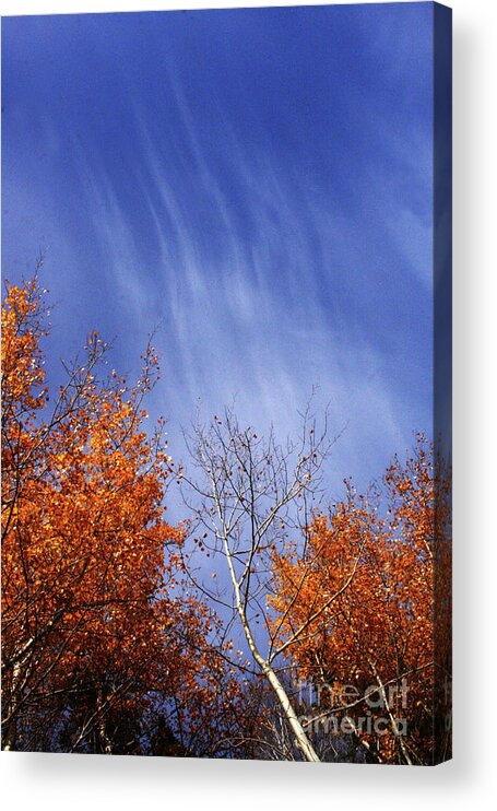 Canada Acrylic Print featuring the photograph Streaks of Autumn by Mary Mikawoz