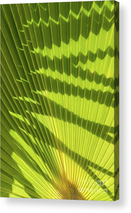 Palm Leaf Acrylic Print featuring the photograph Structure of green palm leaf with shadows 2 by Adriana Mueller