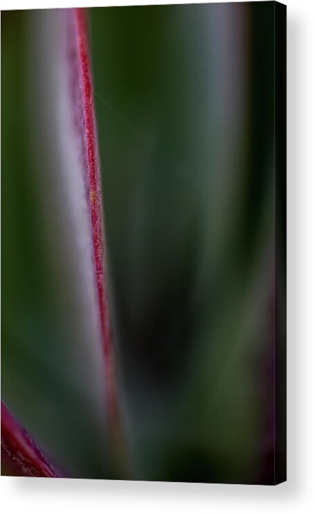Copyright Elixir Images Acrylic Print featuring the photograph Succulent #4 by Santa Fe