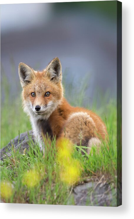 Sugar Acrylic Print featuring the photograph Sugar Hill Fox by White Mountain Images