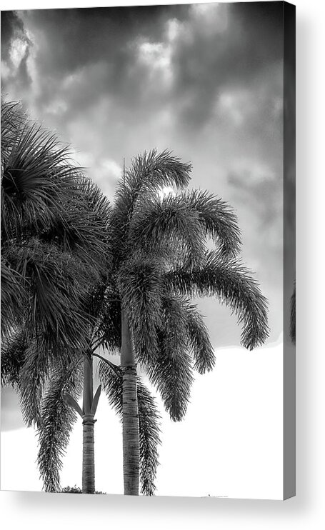 Palms Acrylic Print featuring the photograph Sun and Clouds Behind Palms by Alan Goldberg