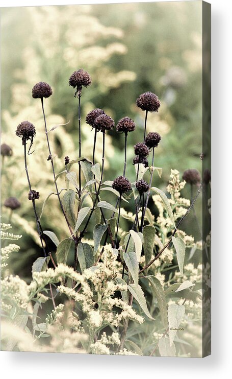 Dried Flowers Acrylic Print featuring the photograph Sun Dried Flowers And Goldenrod by Christina Rollo