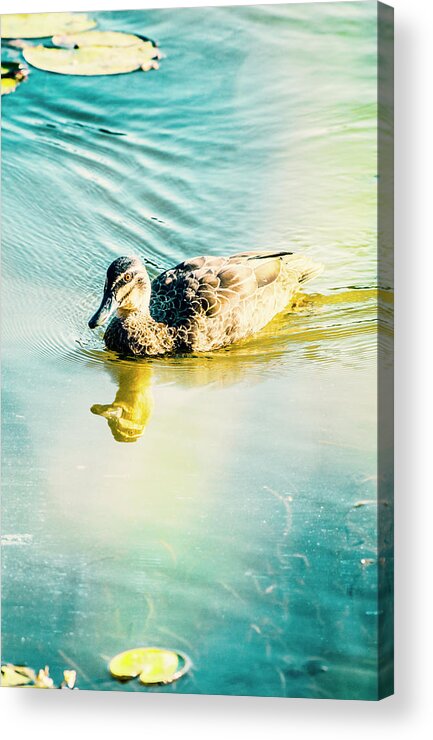 Duck Acrylic Print featuring the photograph Sunflared duck lake by Jorgo Photography